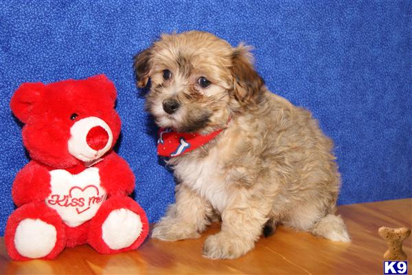 Havanese Puppies